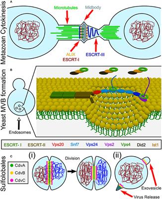 Dividing the Archaeal Way: The Ancient Cdv Cell-Division Machinery